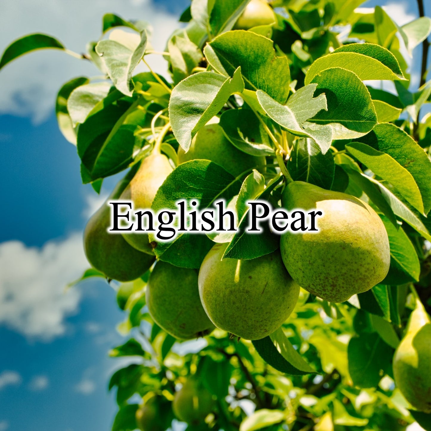 Candle Perfume / English Pear