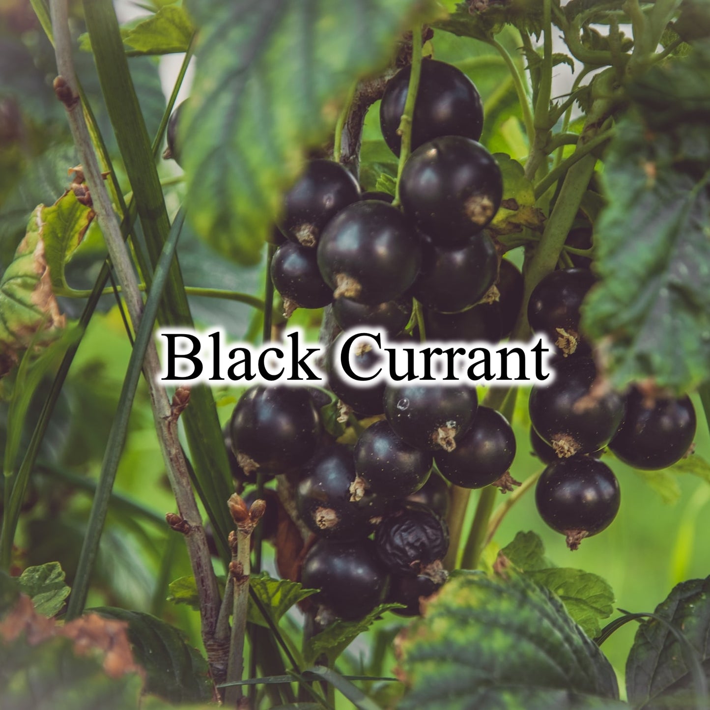 Fragrance Tag / Black Currant